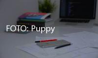 FOTO: Puppy Yoga, Tren Baru di Paris Relaksasi Bareng Anak Anjing
