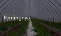 Pentingnya Deregulasi Kebijakan Pertanian Demi Kesejahteraan Petani